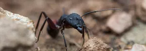 Carpenter Ant Closeup Wallpaper