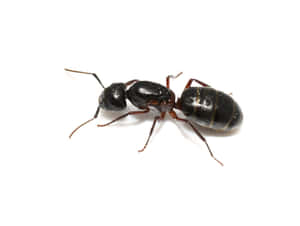 Carpenter Ant Closeup Wallpaper