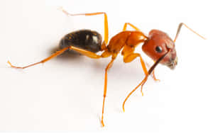 Carpenter Ant Closeup Wallpaper