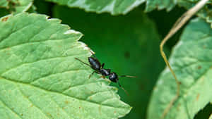 Carpenter Anton Leaf Wallpaper