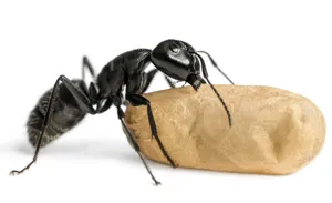 Carpenter Anton Peanut Wallpaper