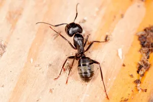 Carpenter Anton Wooden Surface Wallpaper