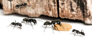 Carpenter Ants Foraging Wallpaper