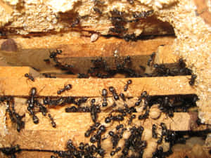 Carpenter Ants Nestin Wood Wallpaper