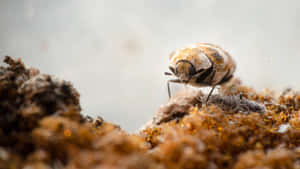 Carpet Beetle Closeup Wallpaper