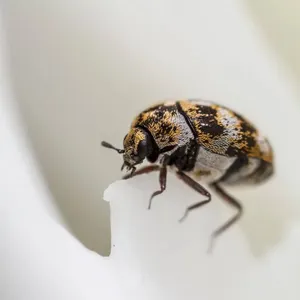 Carpet Beetle Closeup Wallpaper