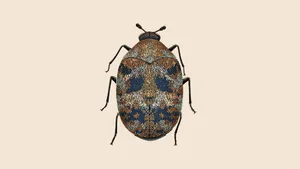 Carpet Beetle Illustration Wallpaper