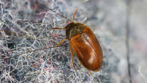 Carpet Beetleon Fabric Wallpaper