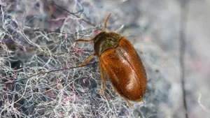 Carpet Beetleon Fabric Wallpaper