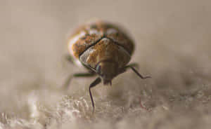 Carpet Beetleon Fabric Wallpaper