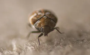 Carpet Beetleon Fabric Wallpaper
