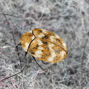 Carpet Beetleon Fabric Wallpaper