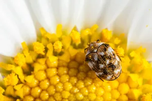 Carpet Beetleon Flower Center Wallpaper