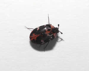 Carpet Beetleon White Background.jpg Wallpaper