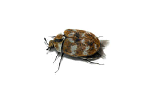 Carpet Beetleon White Background.jpg Wallpaper