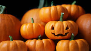 Carved Mini Pumpkin Among Others.jpg Wallpaper