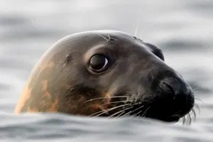Caspian Seal Peeking Out Of Water Wallpaper