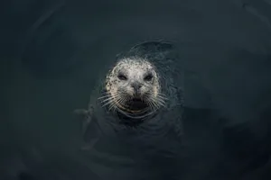 Caspian Seal Peering Through Water Wallpaper