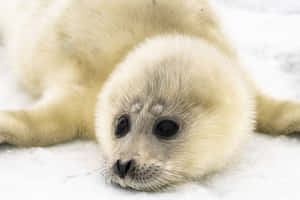 Caspian Seal Pupon Ice Wallpaper