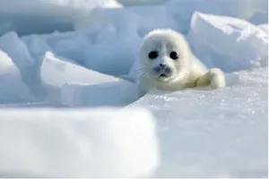 Caspian Seal Pupon Ice Wallpaper