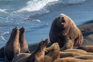 Caspian Sealson Shoreline Wallpaper