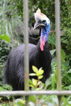 Cassowary Behind Bars.jpg Wallpaper