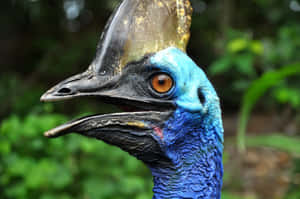 Cassowary Close Up Portrait.jpg Wallpaper