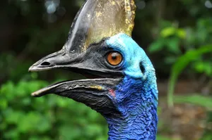 Cassowary Close Up Portrait.jpg Wallpaper