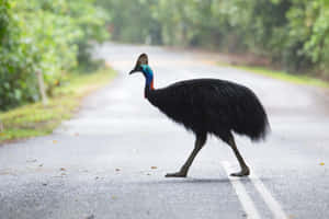 Cassowary Crossing Road.jpg Wallpaper