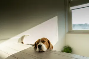 Casual Beagle Lounging Serenely Wallpaper