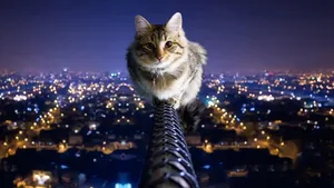 Cat Above The City Coolest Desktop Wallpaper