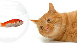 Cat And Fish Full Hd 1600x900 Wallpaper