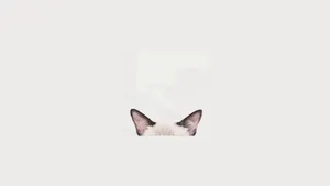 Cat Computer Ears Wallpaper
