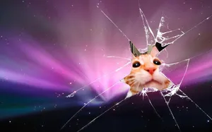 Cat Cracked Screen Wallpaper
