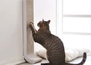 Cat Enjoying A High-quality Scratching Post Wallpaper