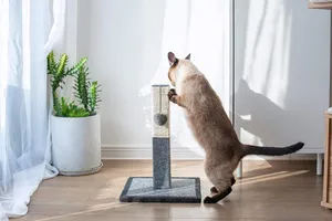 Cat Enjoying A Scratching Post Wallpaper