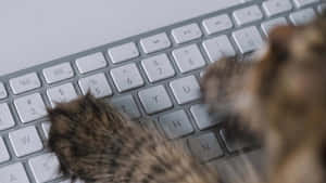 Cat Paw On Keyboard.jpg Wallpaper