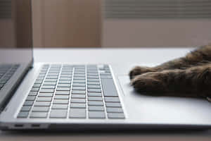 Cat Pawon Laptop Keyboard.jpg Wallpaper