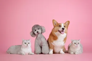 Cat Persian And Dog Poodle Corgi Wallpaper