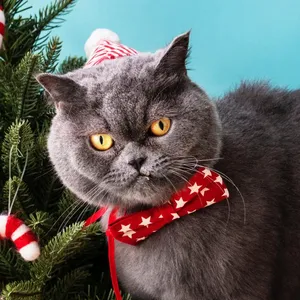 Cat Red Bow Tie Funny Christmas Wallpaper