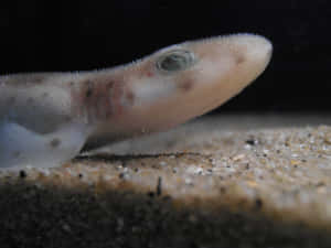 Cat Shark Close Up Sand Bed Wallpaper