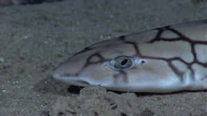 Cat Shark Restingon Seabed.jpg Wallpaper