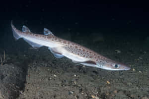 Cat Shark Swimming Underwater Wallpaper