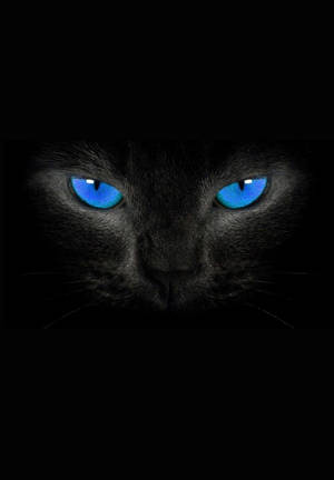 Cat With Blue Eyes Ipad 2021 Wallpaper
