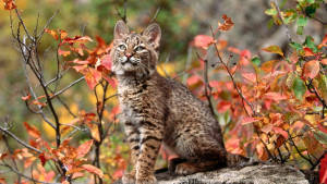 Cat With Fall Season Plants Wallpaper