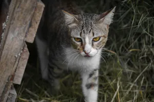 Cat With Sharp Look Wallpaper