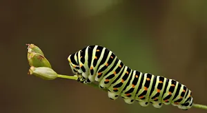 Caterpillar Insect Life Wallpaper