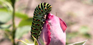 Caterpillar Insect On A Rose Bud Wallpaper