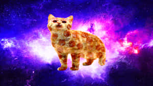 'cats? In Space?!' Wallpaper