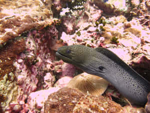 Catshark Restingon Coral Reef Wallpaper